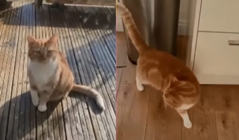 Funny video: Drama Queen Cat Fakes Injury To Get Inside The House