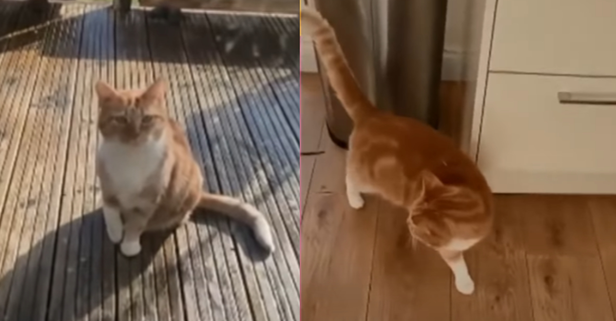 Funny video: Drama Queen Cat Fakes Injury To Get Inside The House