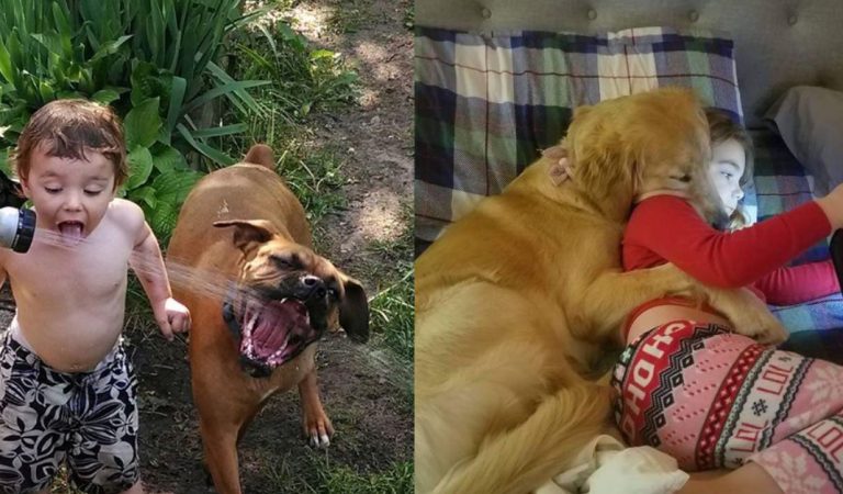 20+ Photos proving the strong bond between your dogs and your babies