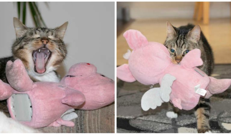 Cat Takes His Favorite Stuffed Animal With Him Everywhere