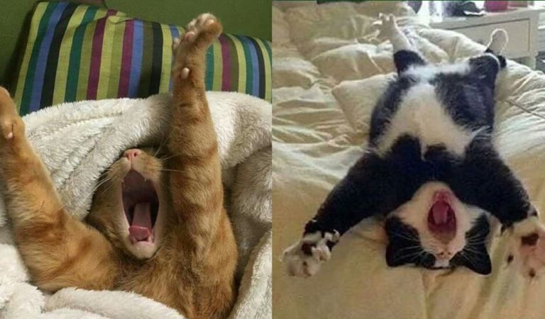 14 Photos Of Sleeping Cats That Will Make Your Day Brighter.