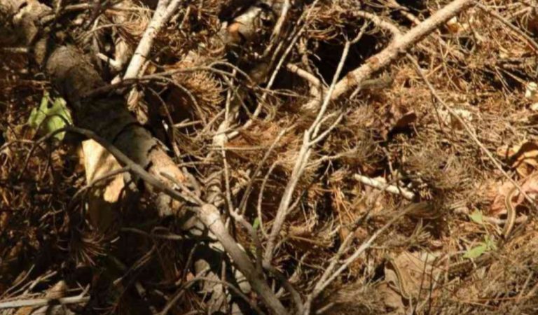 Can you spot the hidden snake in this photo?