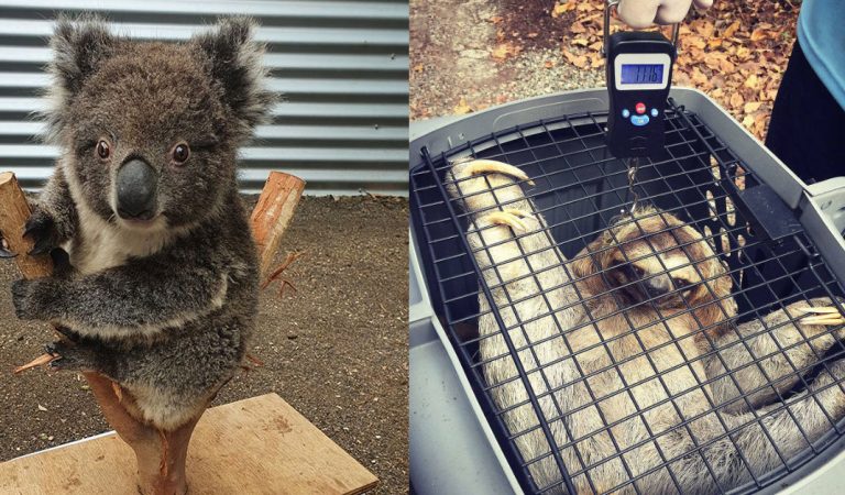 15+ Clever Tricks That Careworkers Use For Weighing Different Animals