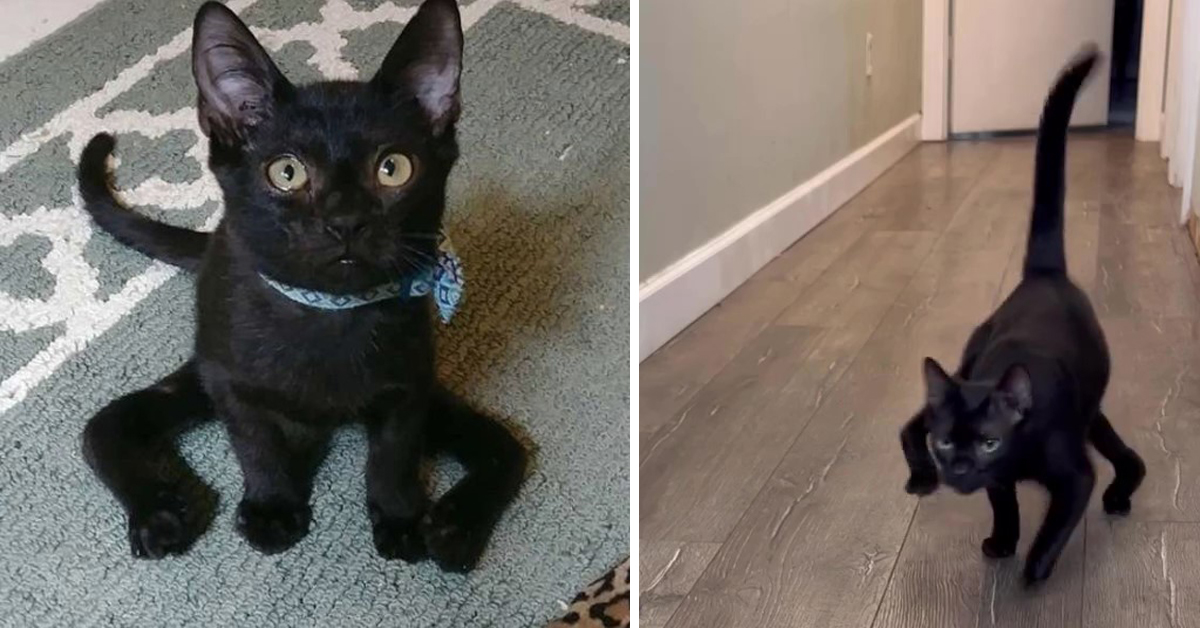 Cat Born With Crooked Legs Walks Like a Spider.