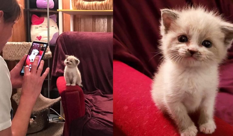 Adorable foster kitten smiles for the camera. Viral pictures are bound to melt your heart