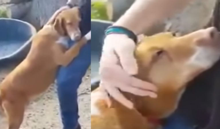 Shelter dog hugs news reporter until he adopts her