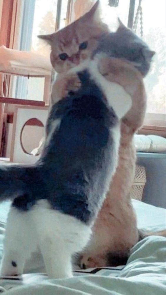 10+ Photos That Prove Owning 2 Cats Is A Never-Ending Source Of Fun