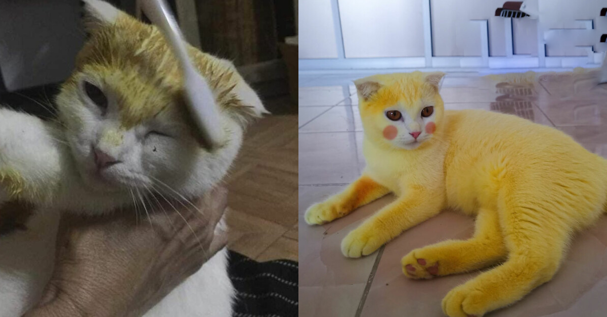 Thai Woman Turns Pet Cat Yellow with Turmeric While Treating Fungal