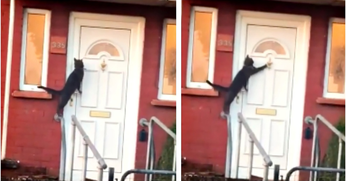 Viral Video Shows Cat Knocking On Door Like A Human