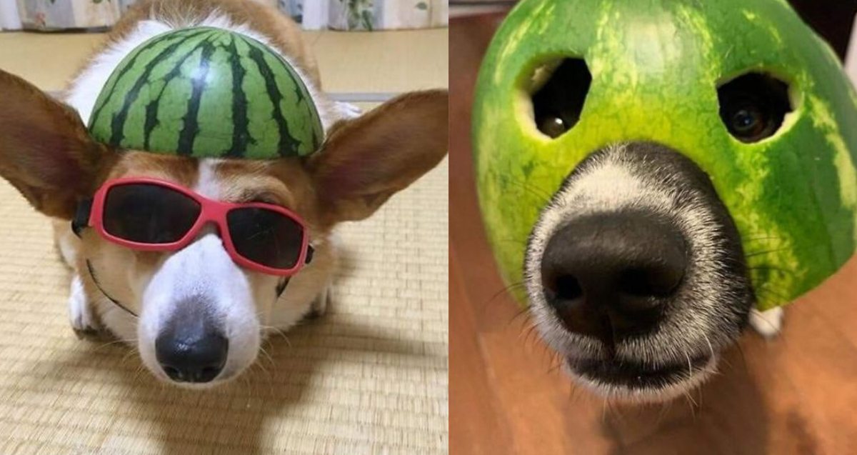 15+ Cute and Adorable Pets with Watermelon Hats to Brighten Your Day