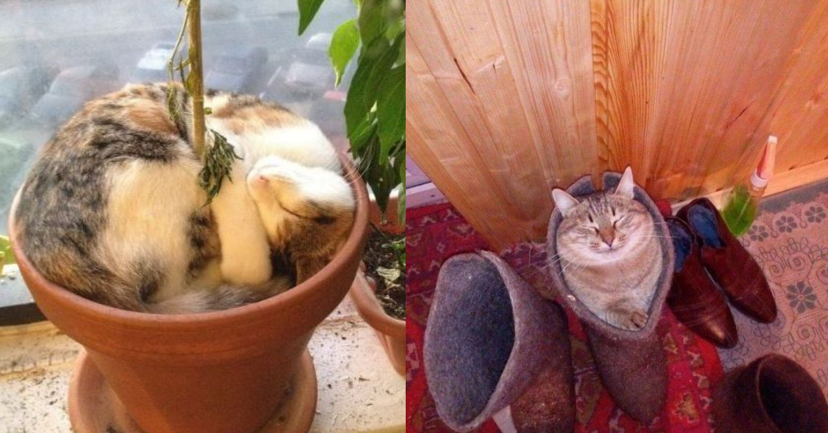 15+ Photos of Cats Fitting Into the Tightest Spaces, and They're Adorable