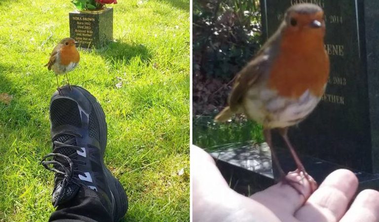 Bird Comforts Grieving Mom After She Asked for a “Sign” at Her Son’s Grave.