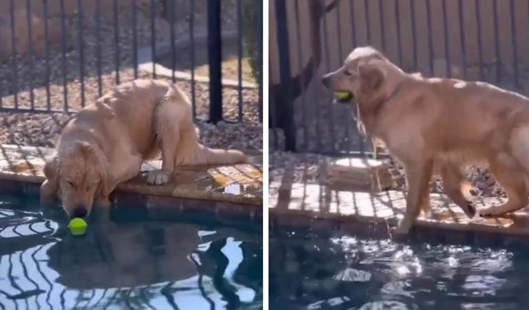 Golden Retriever’s Pool Playtime Takes A Crazy Turn.