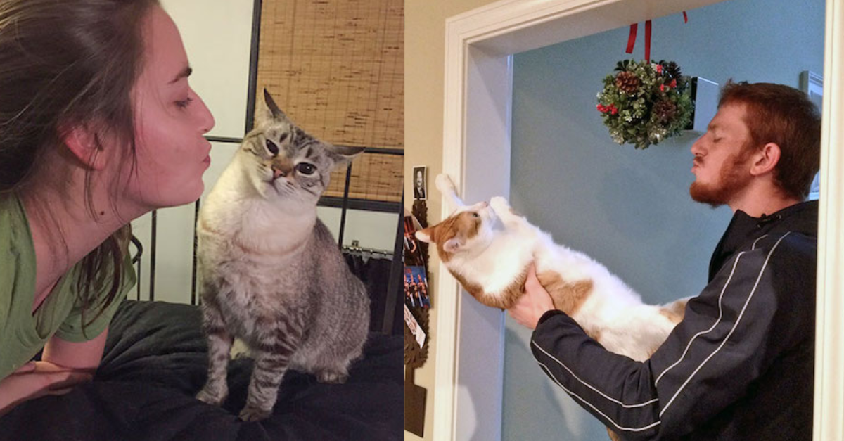 15+ Hilarious Photos of Cats Saying ‘NO’ to Cuddles