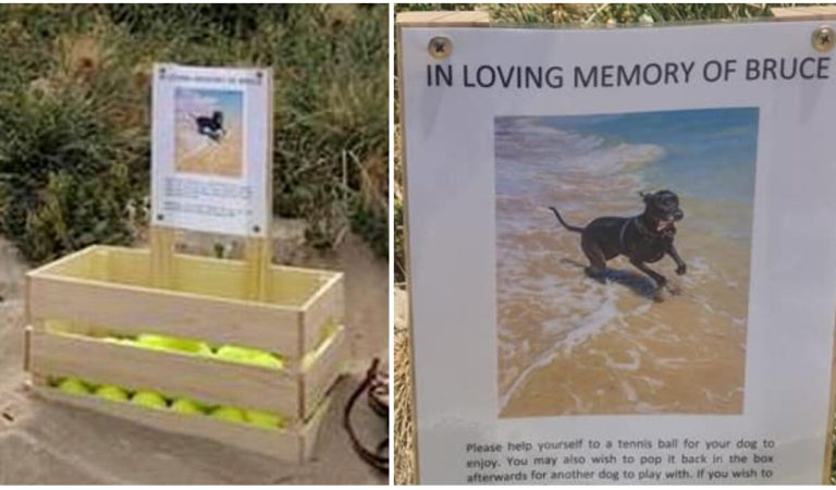 Owner sets up tennis ball stand on beach in honor of late dog.