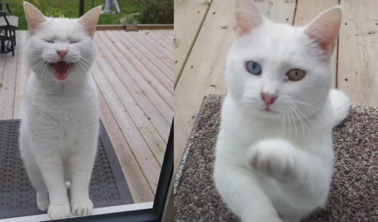 Cat Visits Her Neighbor Every Day For Treats and Pets For Over a Year