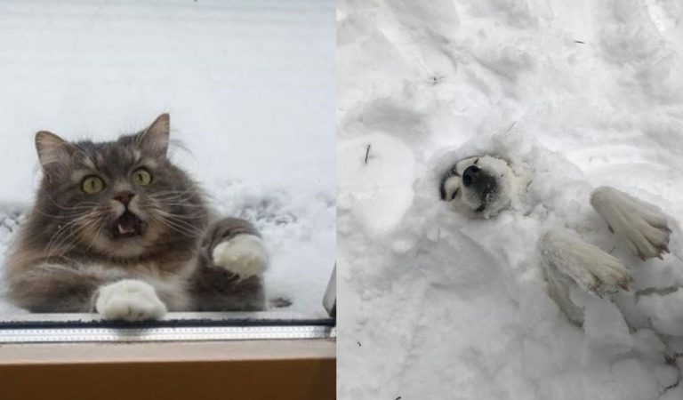 Animals 10+ Cute Animals Who Share An Interesting Relationship With Snow
