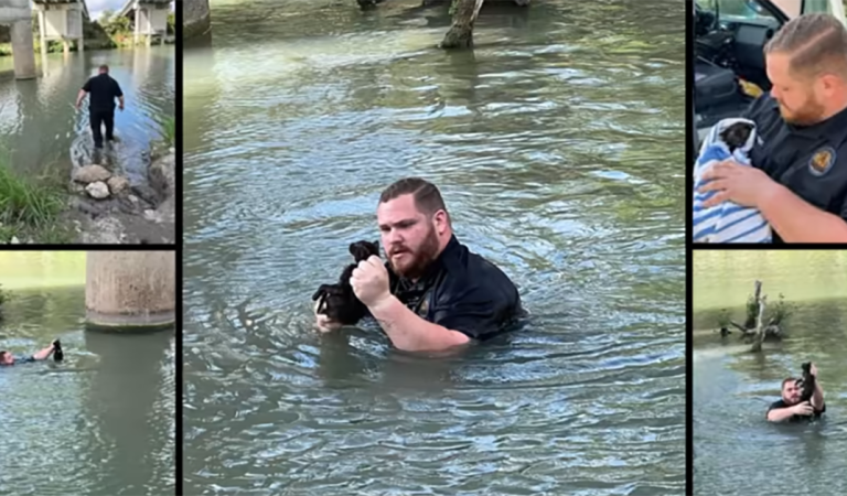 Seguin officer rescues cat stuck on a log in Guadalupe River