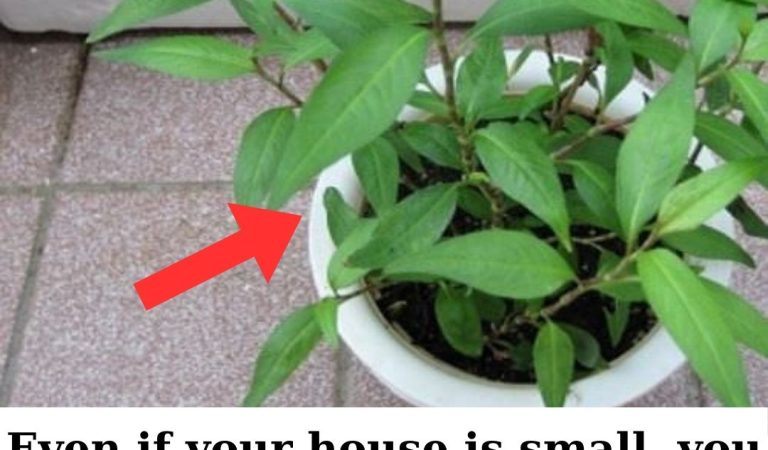 No matter how small your house is, you must grow this plant in your house